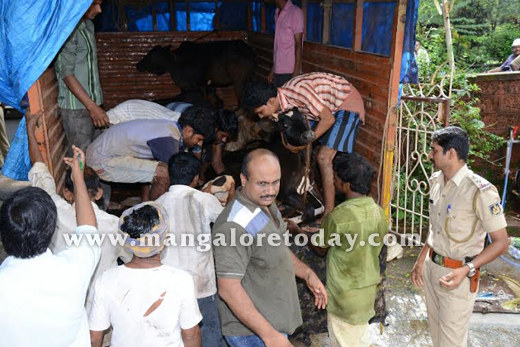 Cattle trafficking  in mangalore 4